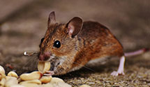 24 Hour & Emergency Exterminators in North Turner, ME